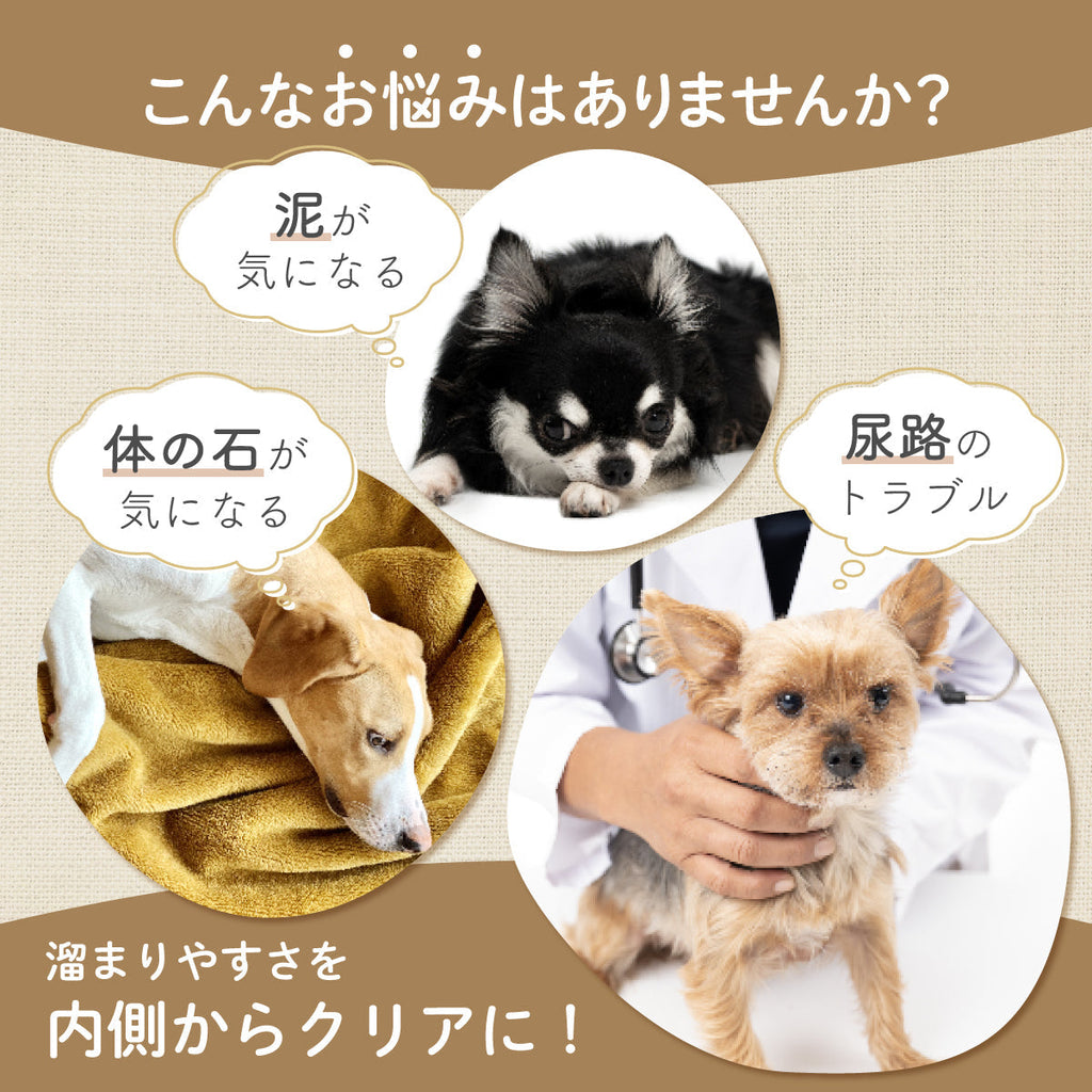 ドロドロ胆汁は肝臓の湿熱?犬の胆泥症におススメの和漢サプリ