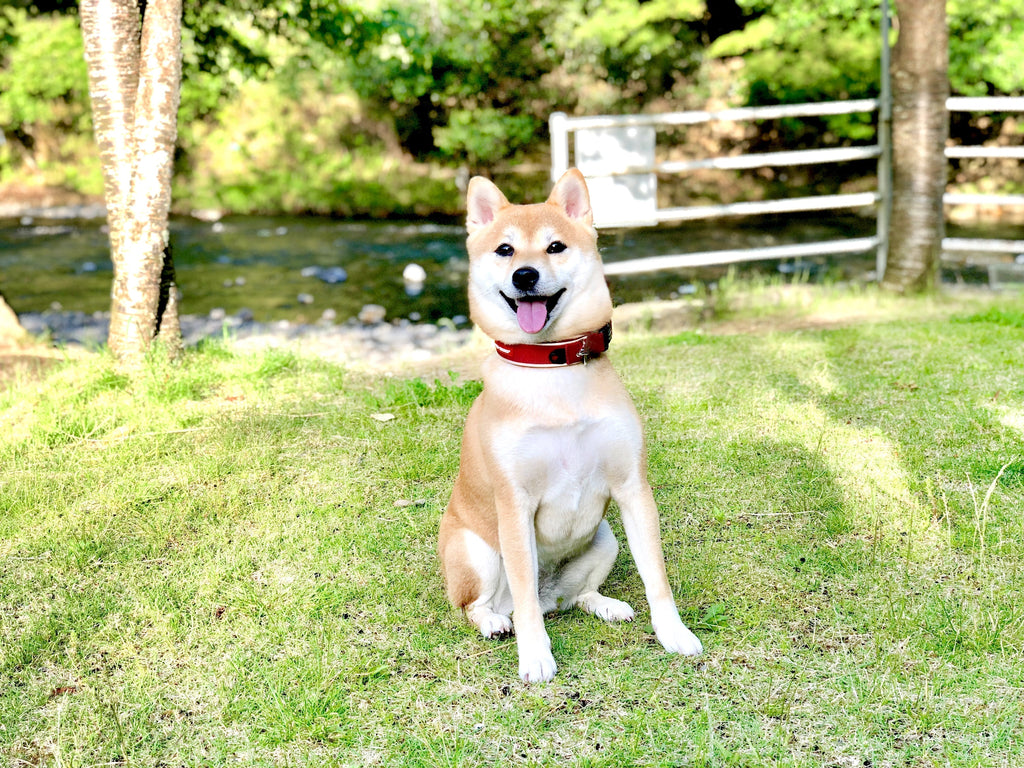 犬の分離不安症|健康な心を育てる治し方と予防策
