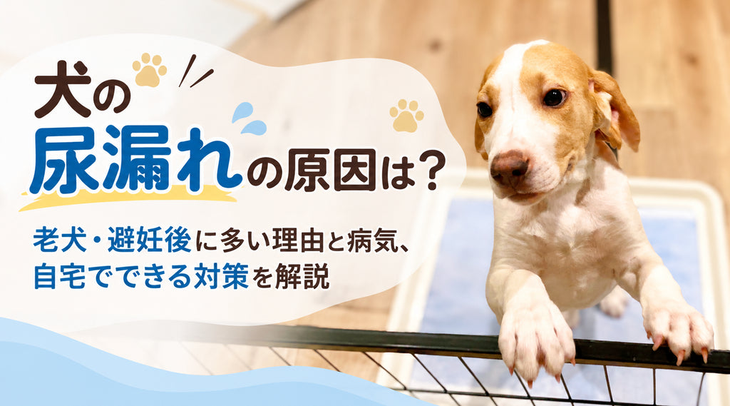 犬の尿漏れの原因は?老犬・避妊後に多い理由と病気、自宅でできる対策を解説