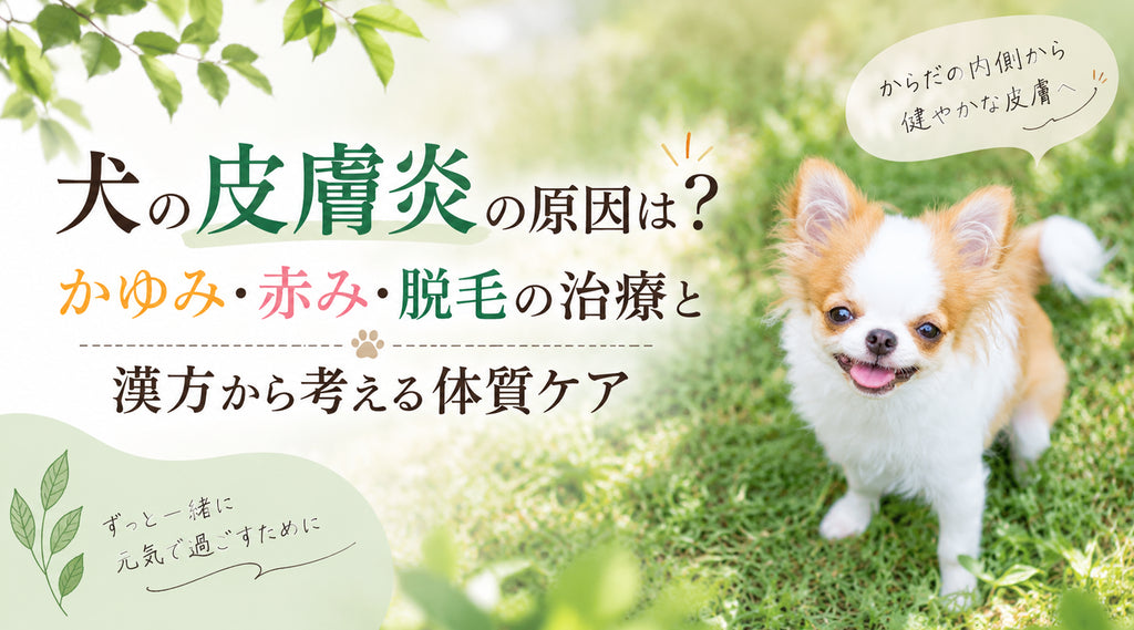 犬の皮膚炎の原因は?かゆみ・赤み・脱毛の治療と漢方から考える体質ケア