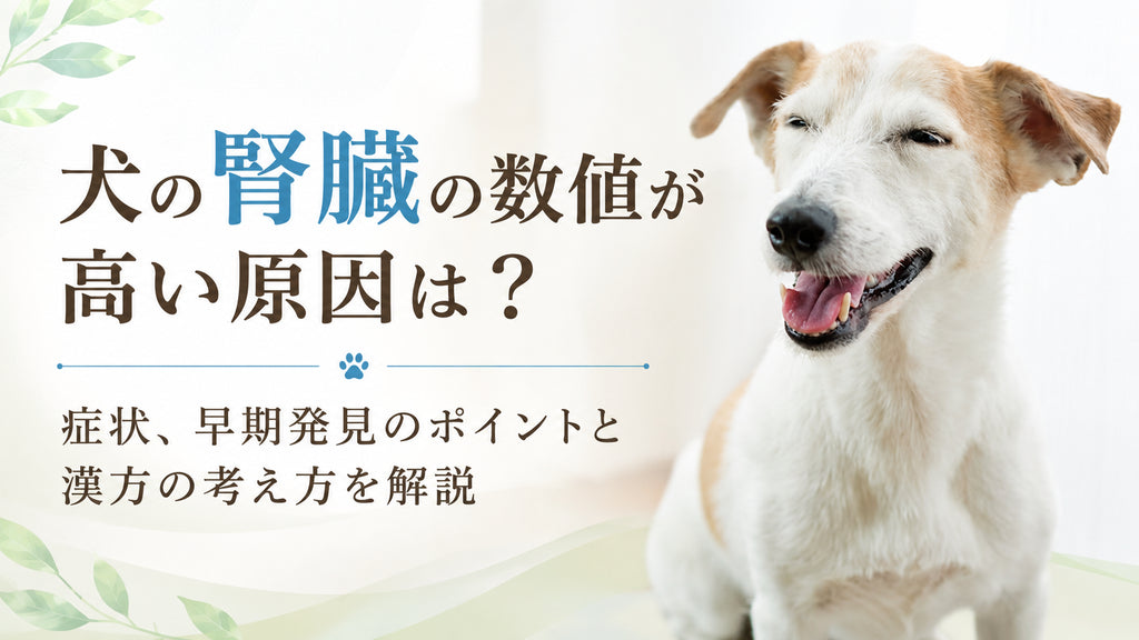 犬の腎臓の数値が高い原因は?症状、早期発見のポイントと漢方の考え方を解説
