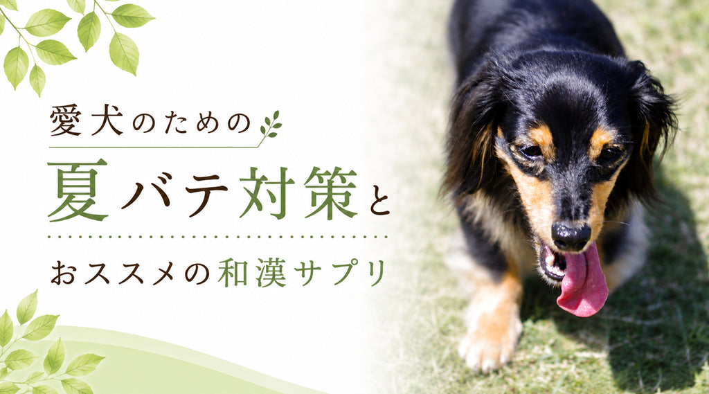 愛犬のための夏バテ対策とおススメの和漢サプリ