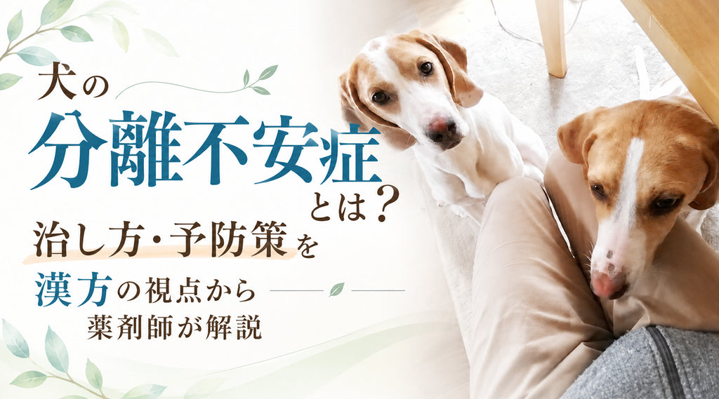 犬の分離不安症とは?治し方・予防策を漢方の視点から薬剤師が解説