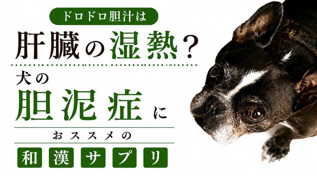 ドロドロ胆汁は肝臓の湿熱?犬の胆泥症におススメの和漢サプリ