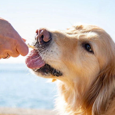サメ軟骨スティック 40g 犬用 おやつ 国産 uminopet
