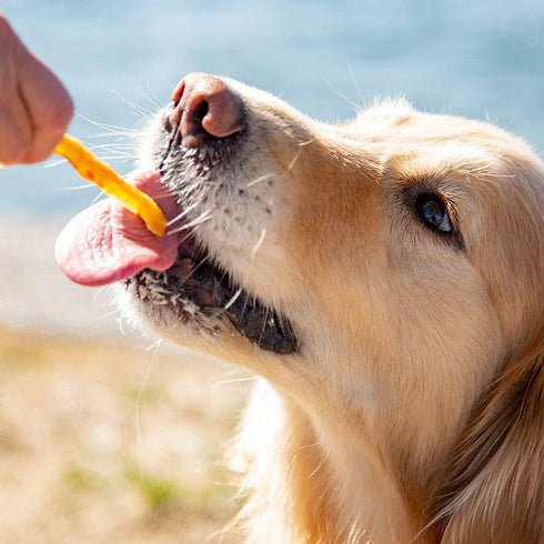 サメ肉ソフトジャーキー 40g 犬用 おやつ 国産 uminopet