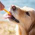 サメ肉ソフトジャーキー 40g 犬用 おやつ 国産 uminopet