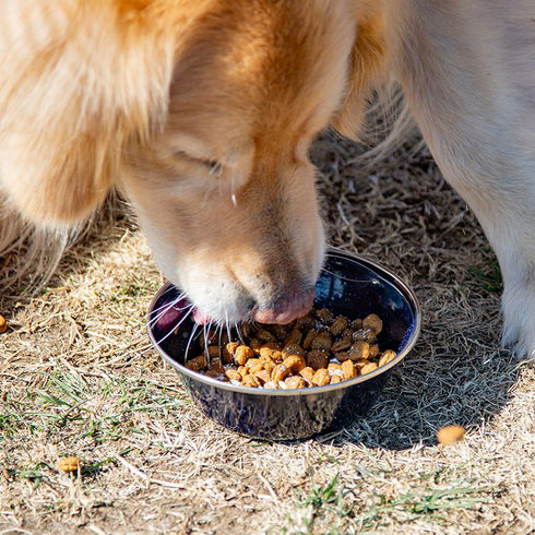 サメ肉と軟骨のパウダー 40g 犬用 おやつ 国産 uminopet