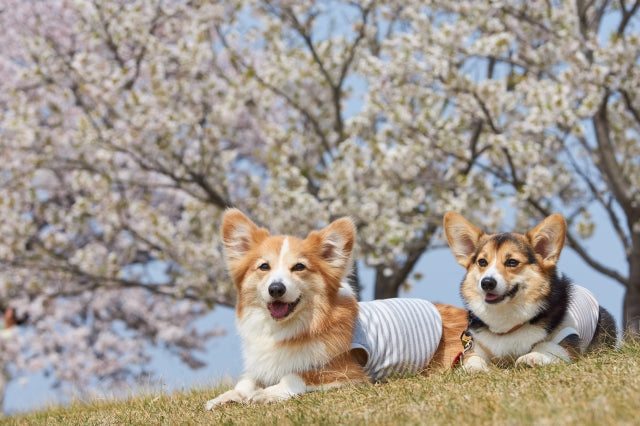犬のかゆみの原因と対策を、東洋医学の視点で紹介