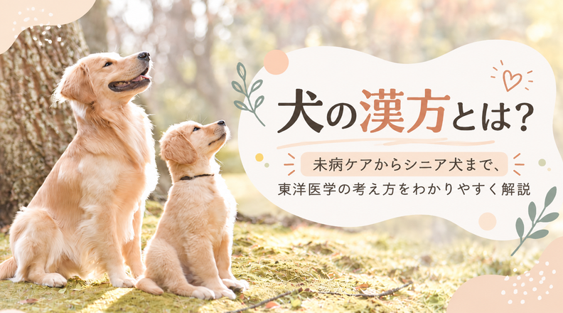 犬の漢方とは？未病ケアからシニア犬まで、東洋医学の考え方をわかりやすく解説