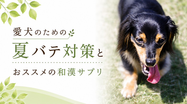 愛犬のための夏バテ対策とおススメの和漢サプリ